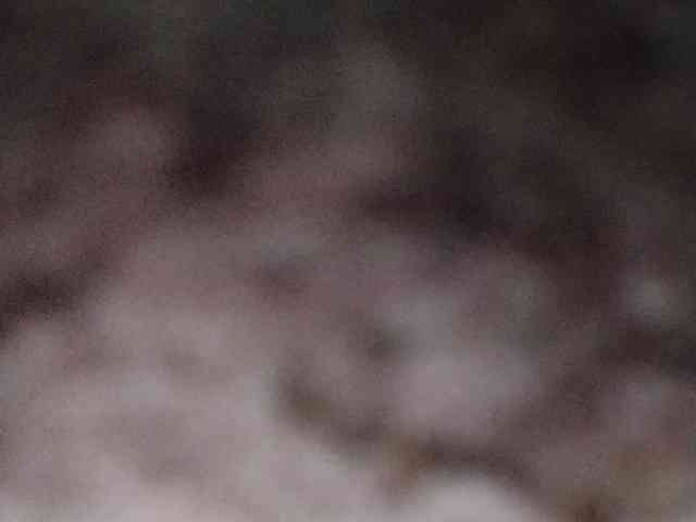 Rainie webcam