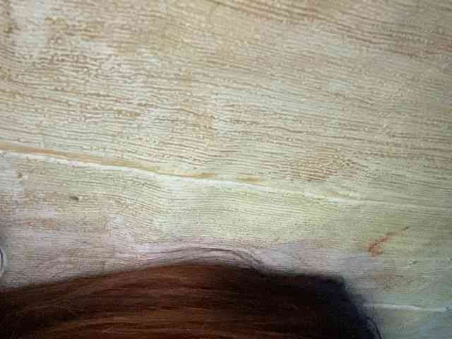 Rainie webcam