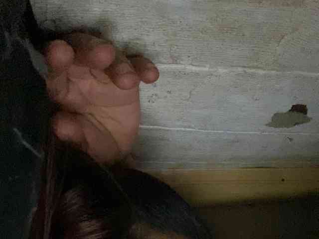 Rainie