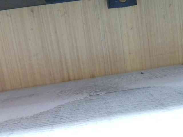 Rainie webcam