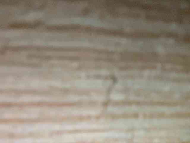 Rainie webcam