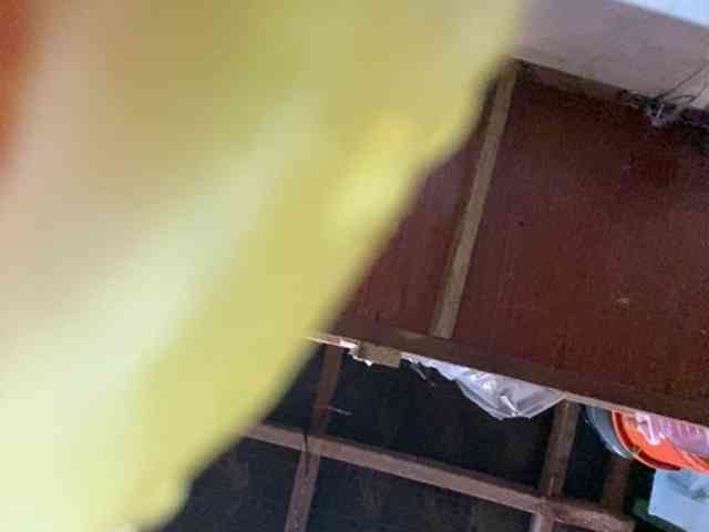 Rainie webcam