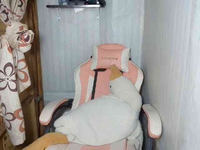 Rainie webcam