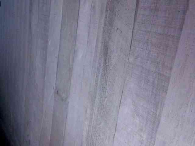 Rainie webcam