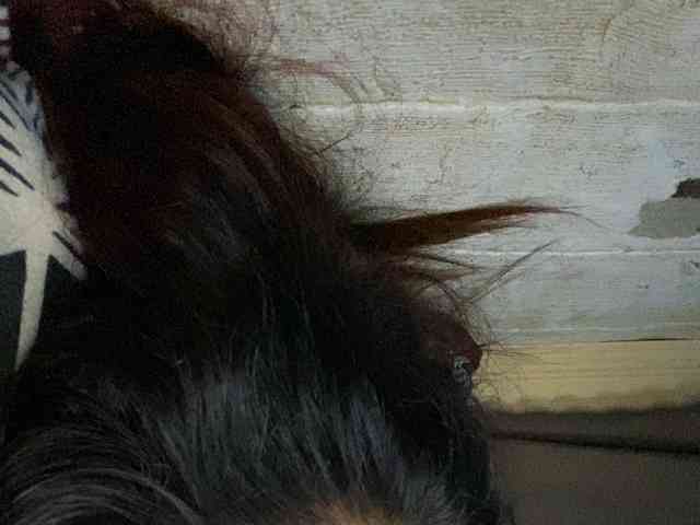 Rainie webcam