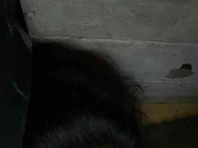 Rainie webcam