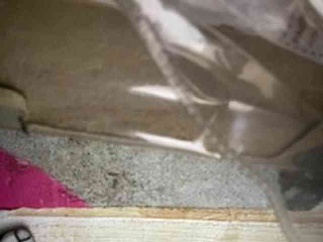 Rainie webcam