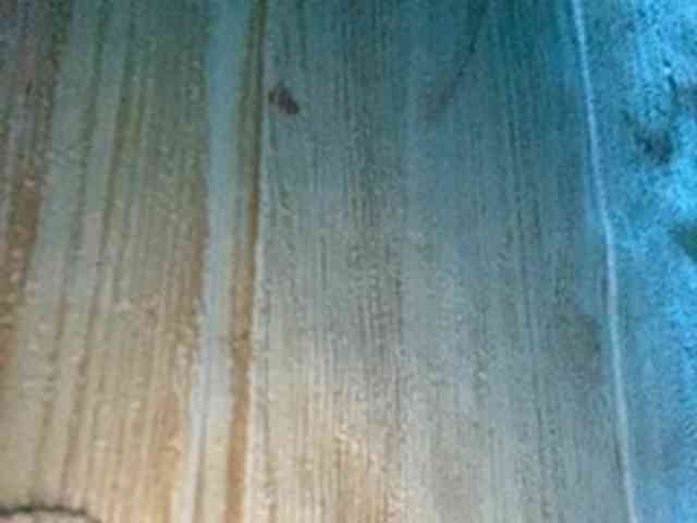 Rainie webcam