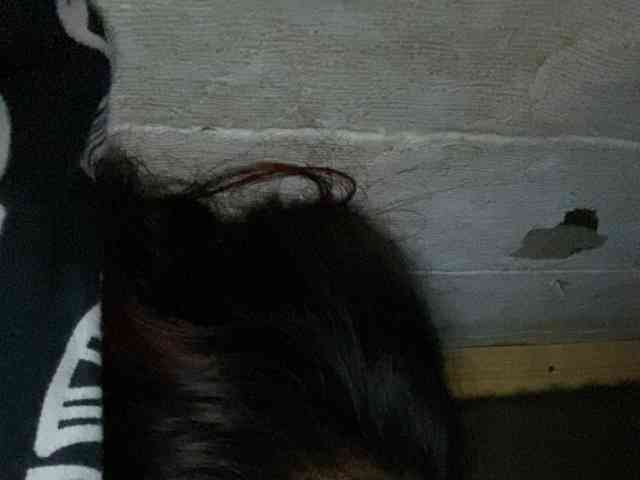 Rainie