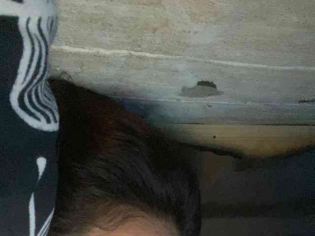 Rainie webcam