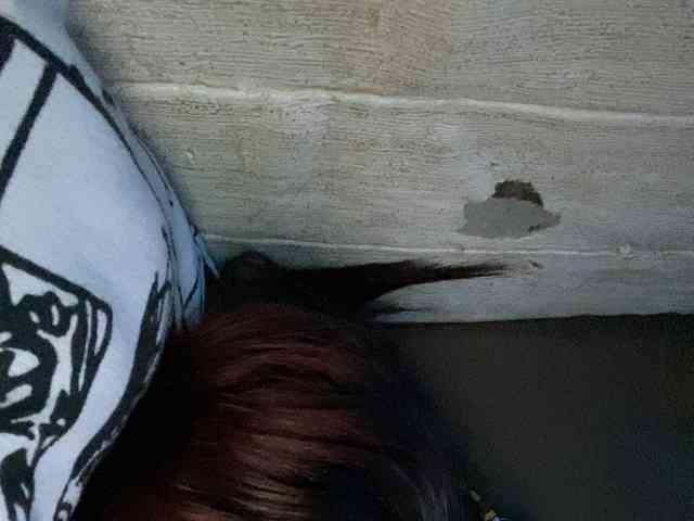 Rainie webcam