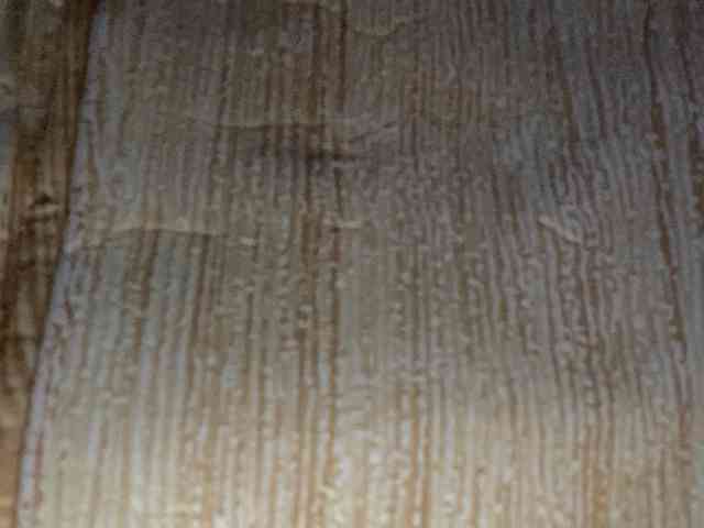 Rainie webcam