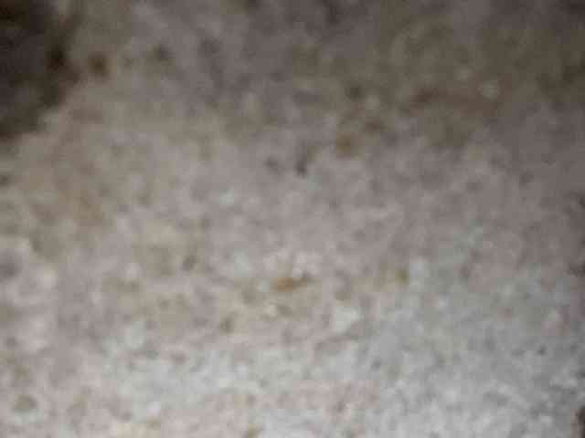 Rainie webcam