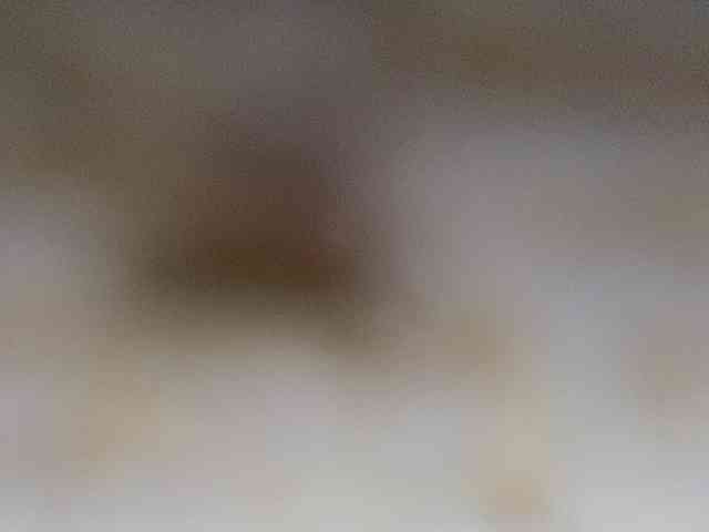 Rainie webcam