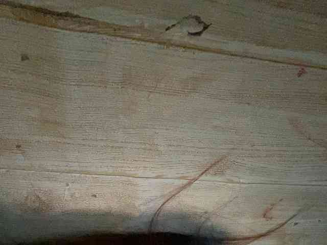 Rainie webcam