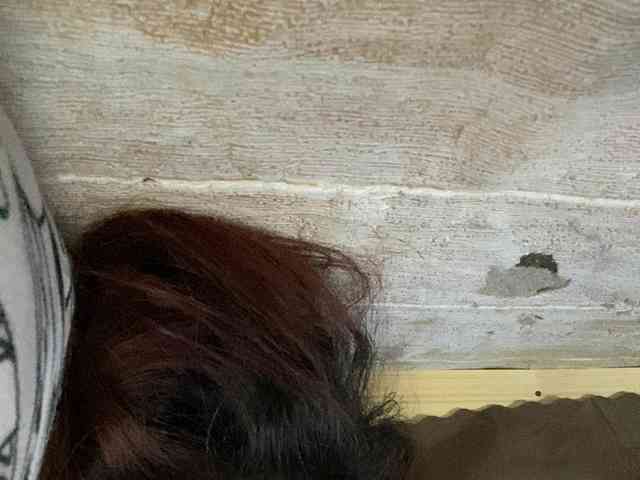 Rainie webcam