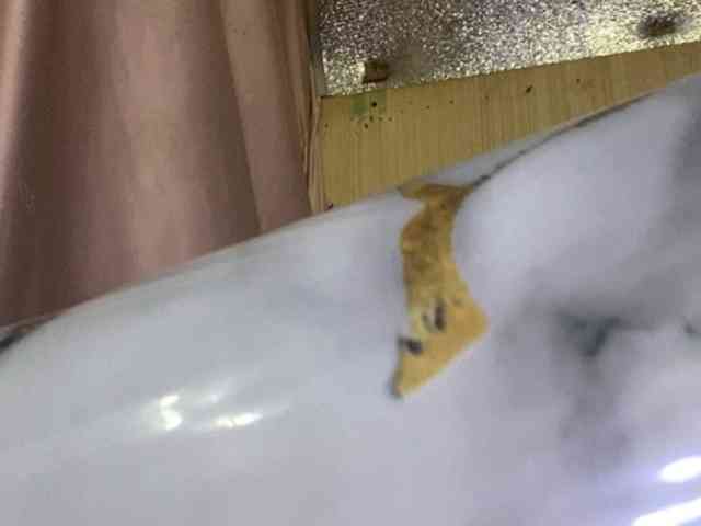 Rainie webcam