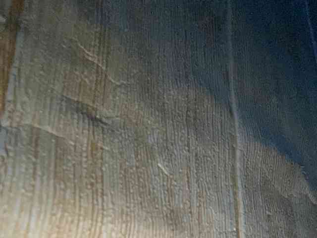 Rainie webcam