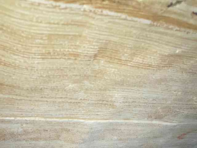 Rainie webcam