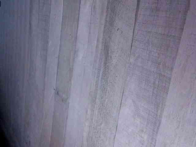 Rainie webcam
