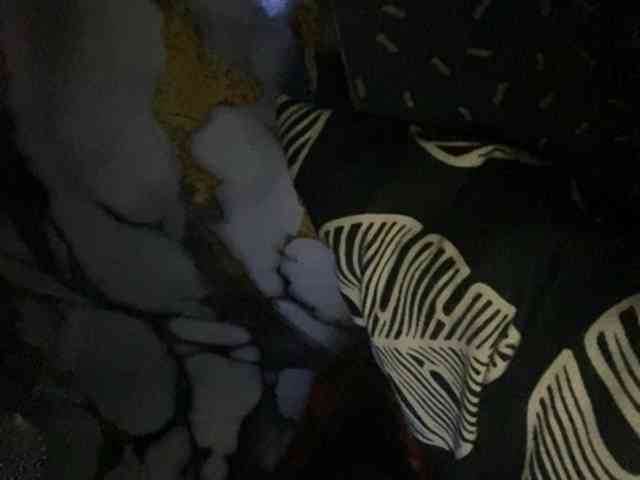 Rainie webcam