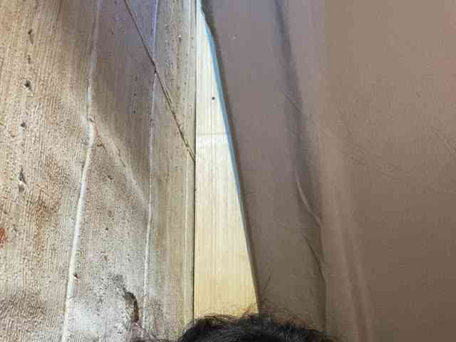Rainie webcam