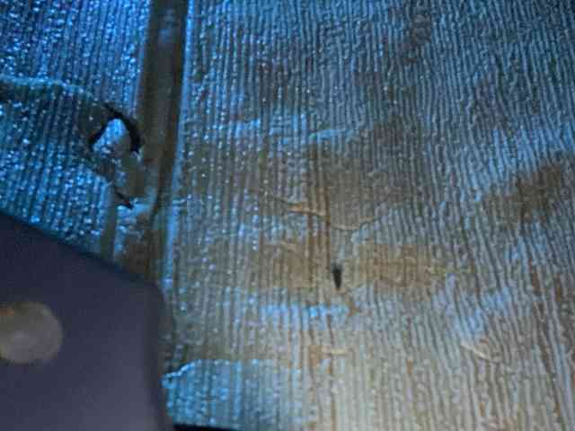Rainie webcam