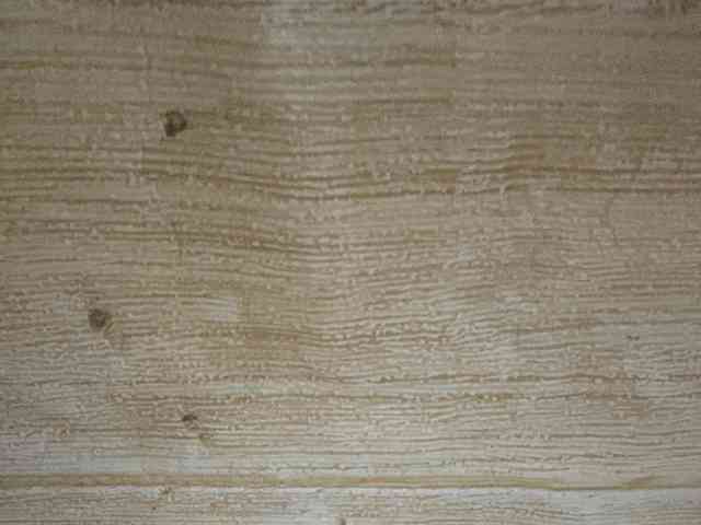 Rainie webcam
