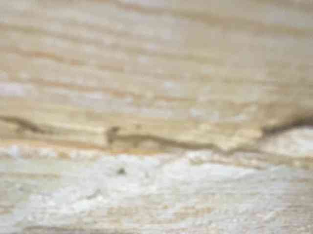 Rainie webcam
