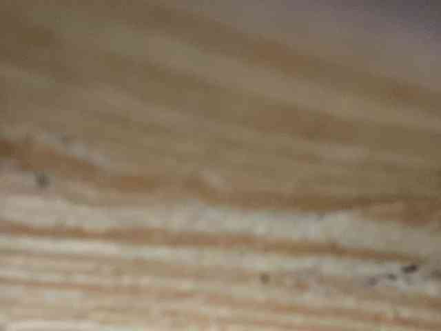Rainie webcam