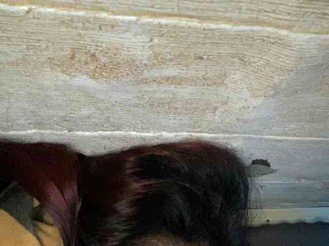 Rainie webcam