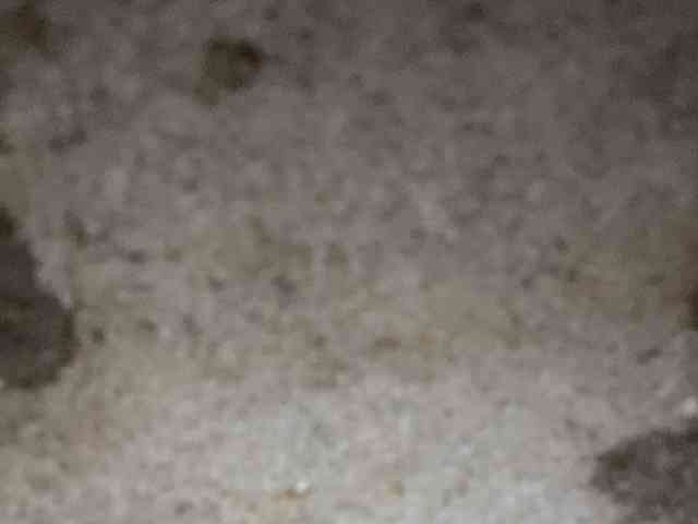 Rainie webcam