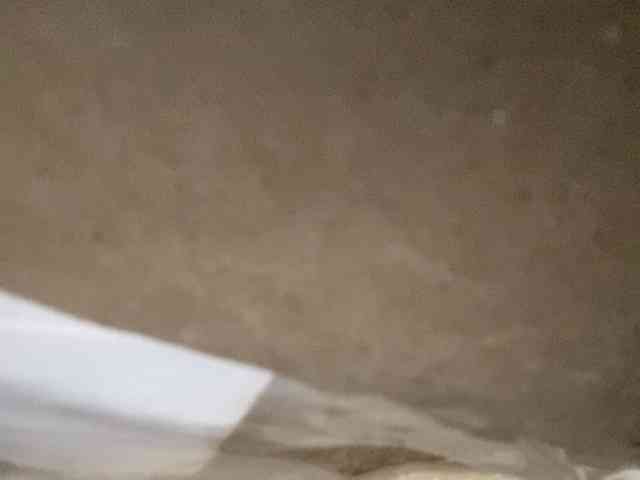 Rainie webcam
