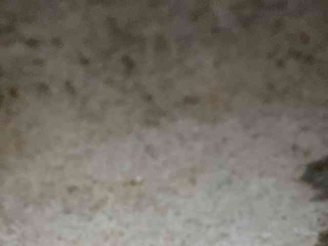 Rainie webcam