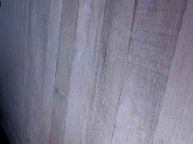 Rainie webcam