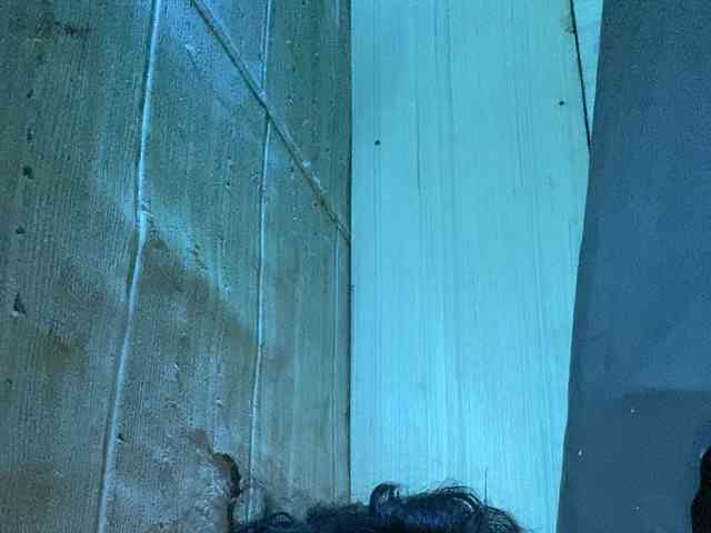 Rainie webcam