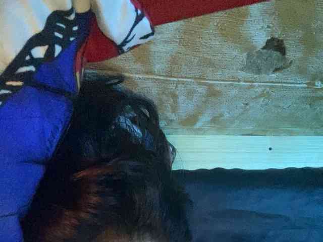 Rainie webcam