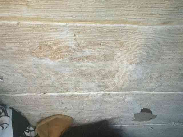 Rainie webcam