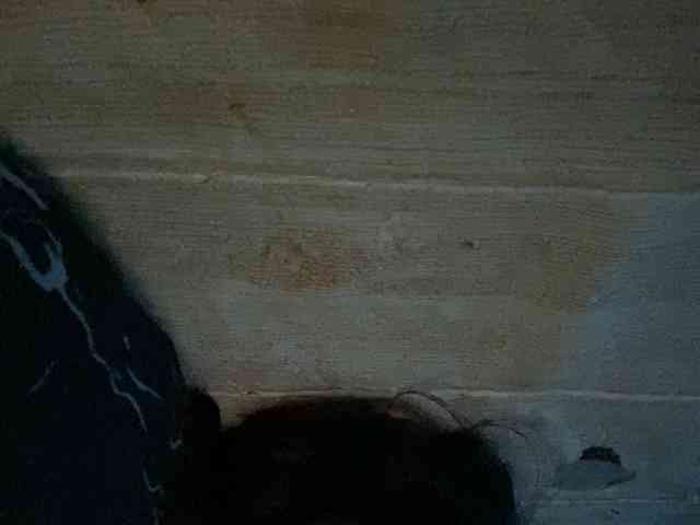 Rainie webcam