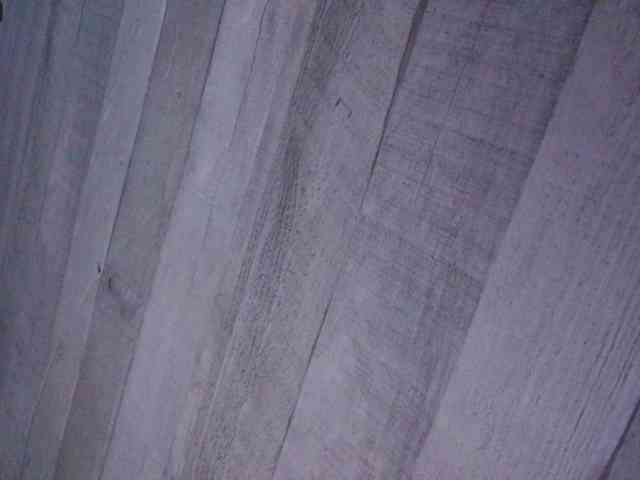 Rainie webcam