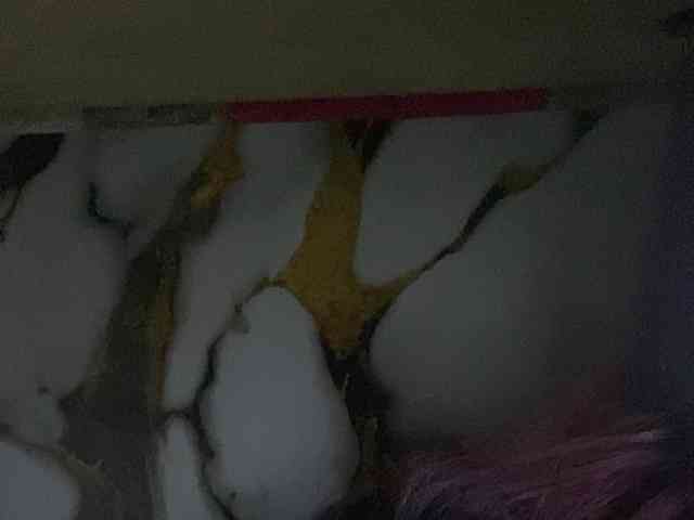 Rainie webcam