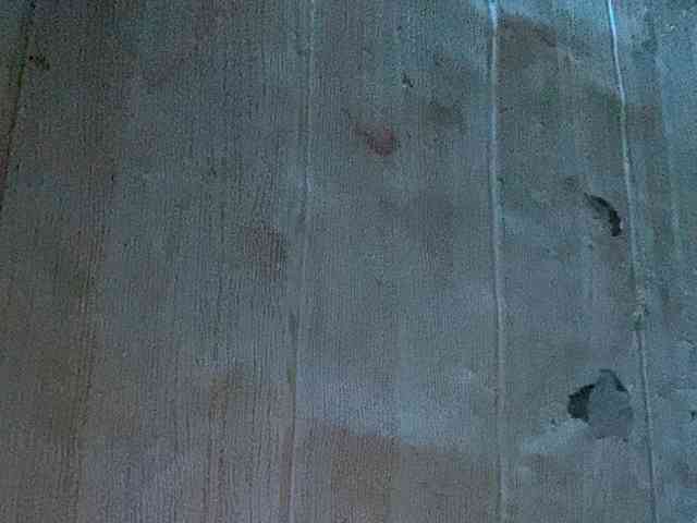 Rainie webcam