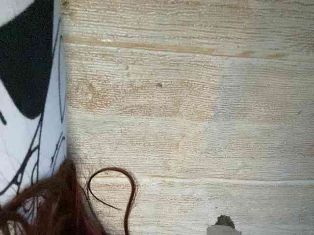Rainie webcam