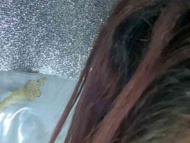 Rainie webcam