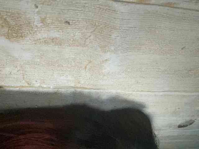 Rainie webcam