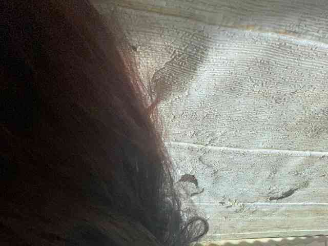 Rainie