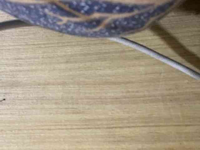 Rainie webcam