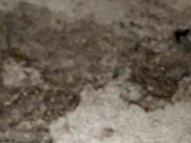 Rainie webcam