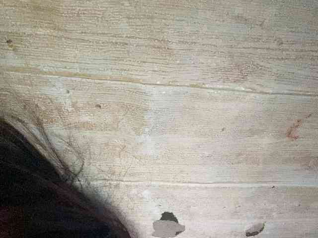 Rainie webcam