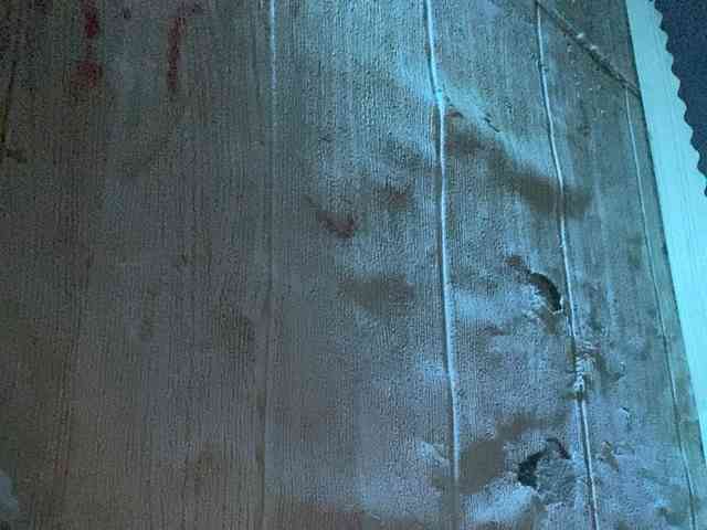Rainie webcam